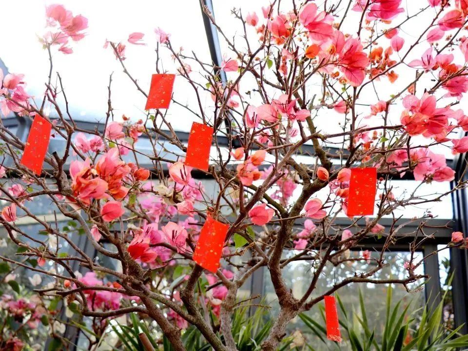 今天花朝节!一起来赏红祈福.