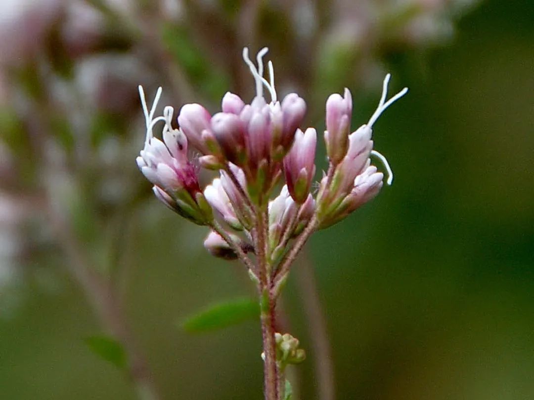 佩兰正值最佳观赏期,仿佛"紫霞"落满地(附点位)