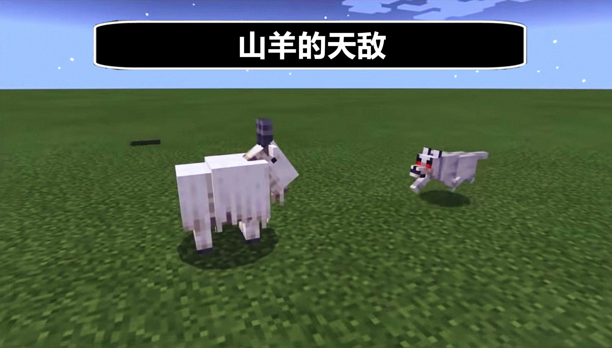 我的世界:关于山羊的20个秘密!