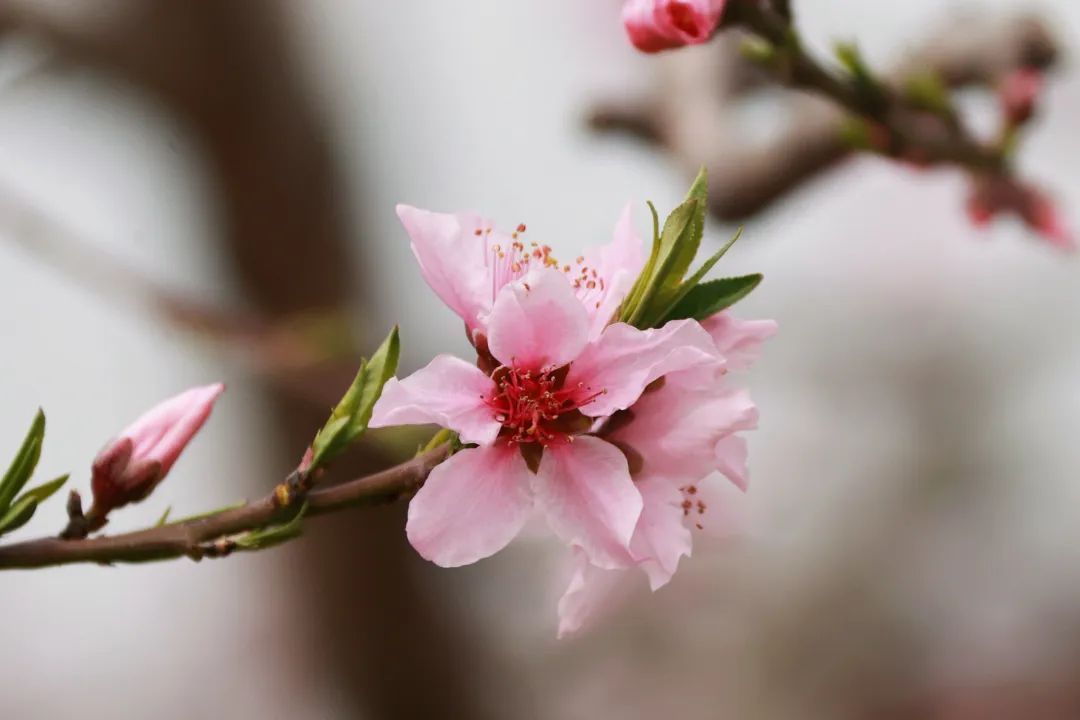 桃花渐次盛开,一派好春光