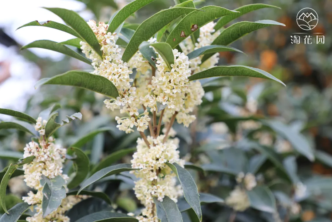 桂花分类金桂银桂四季桂