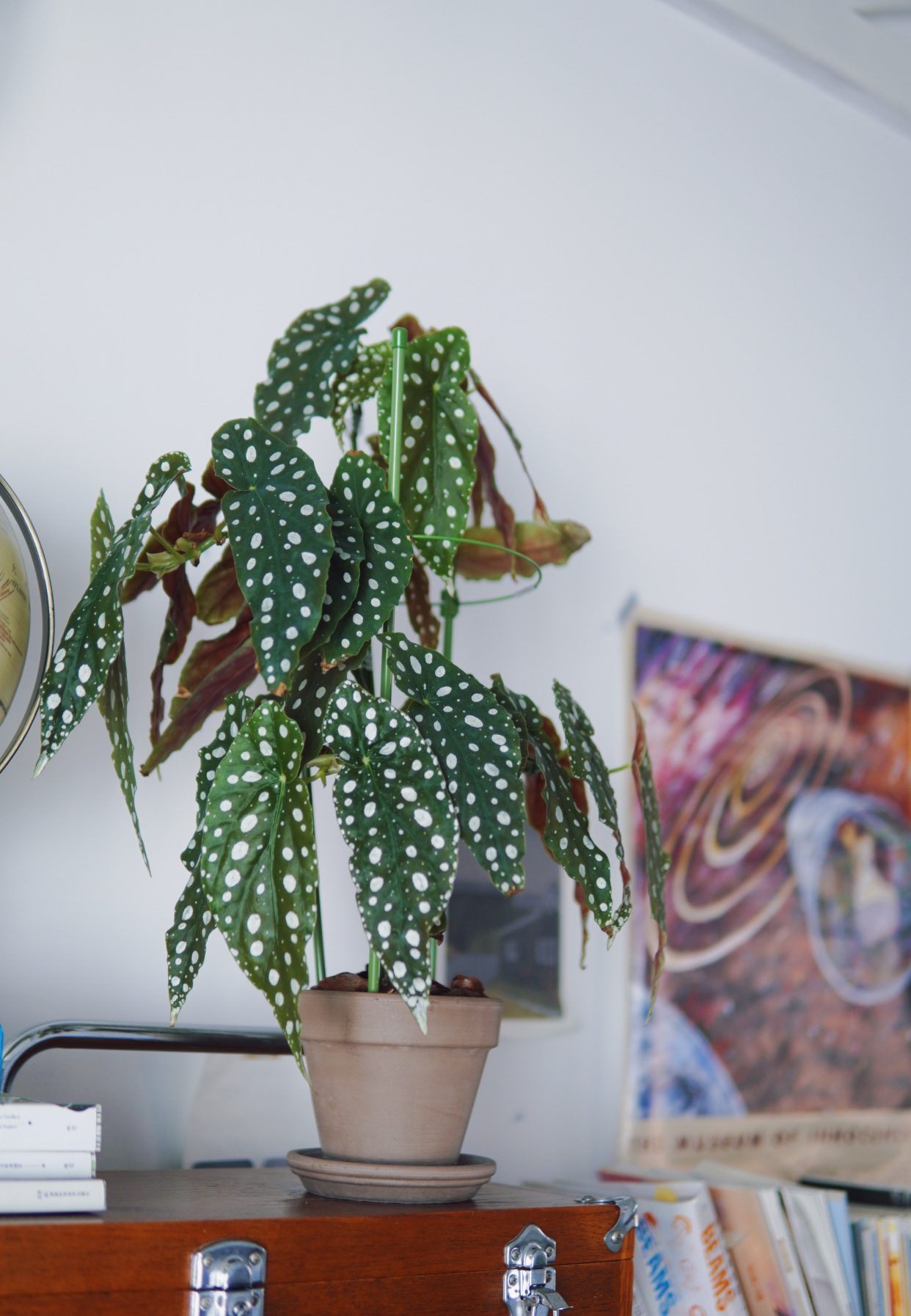 网红盆栽绿植"鳟鱼海棠"—花叶共赏,周年花开,封闭阳台也能养