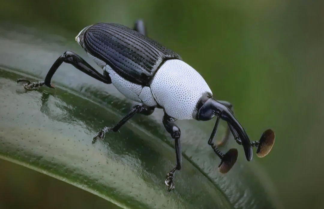 鞘翅目昆虫的生命周期与多样习性