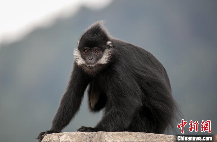 重庆金佛山黑叶猴尽显呆萌可爱