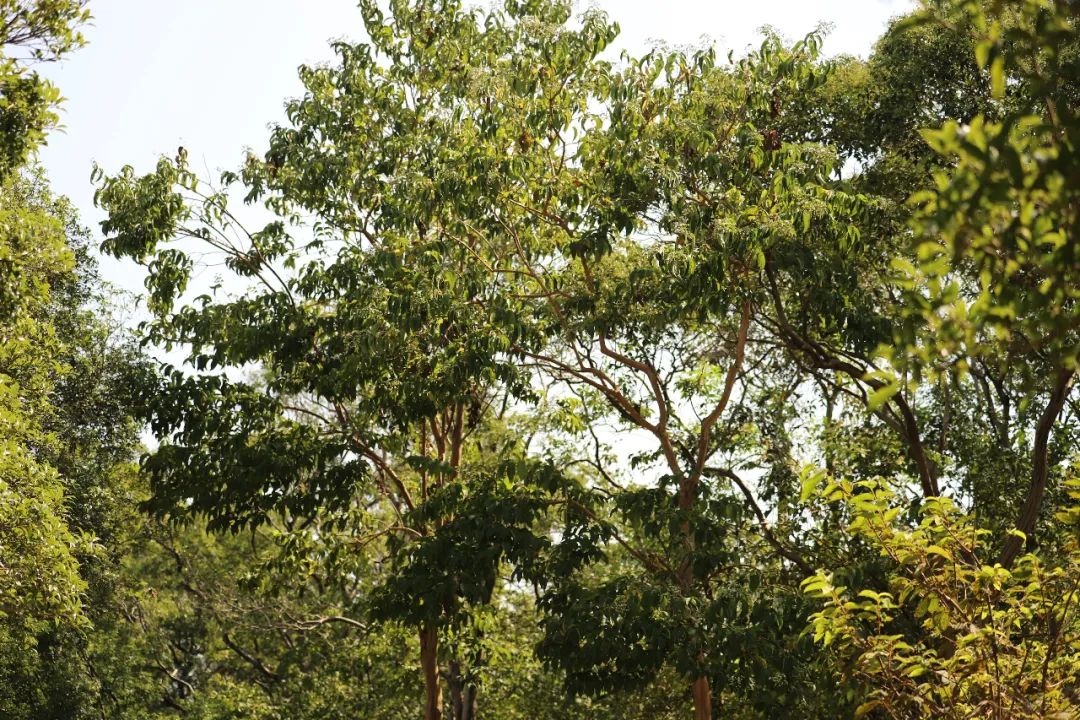 稀世"七子之花" 悄然绽放