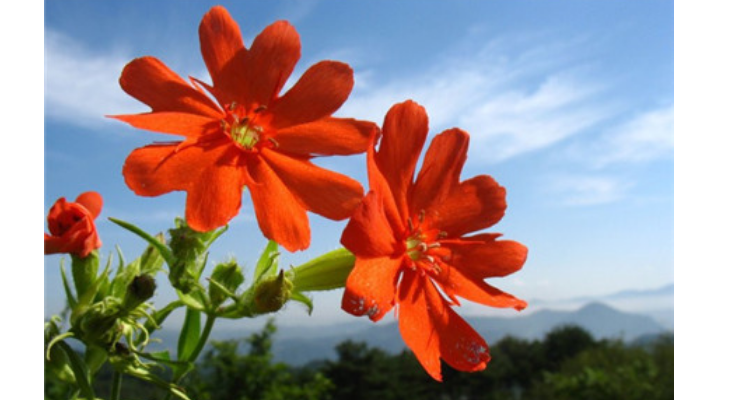 剪秋罗形状如什么