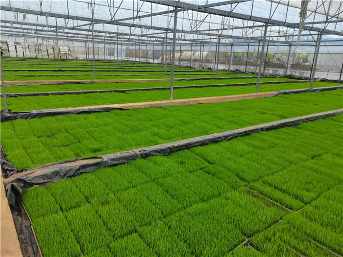 道县47座烤烟育苗大棚变身水稻育秧基地