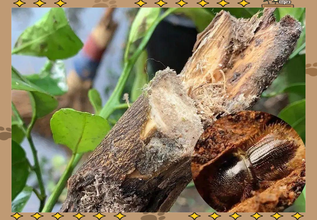 清除果树树干内蛀虫的多种方法