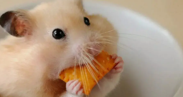 仓鼠眯眼睛身体颤抖没有力气