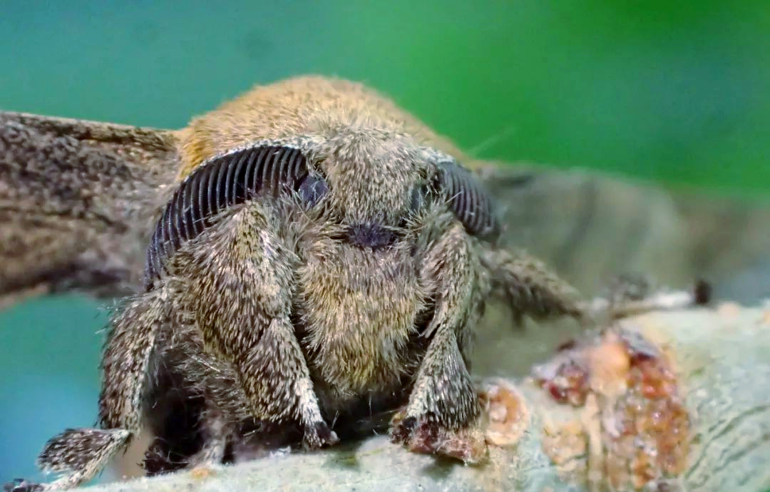 进行雌雄对比,我们发现:别有一番韵味,耐人寻味