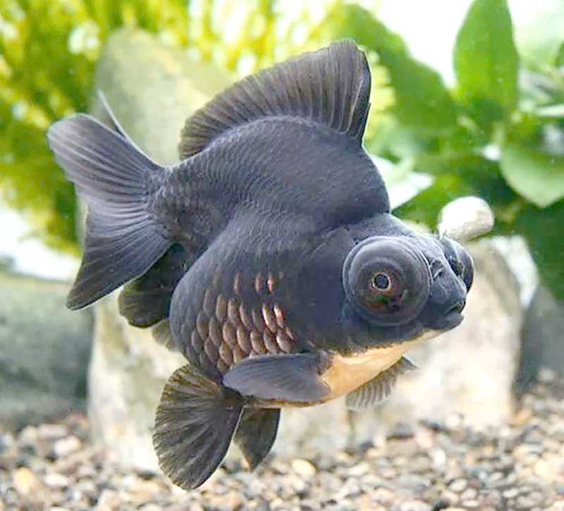 探索众多黑色的金鱼品种