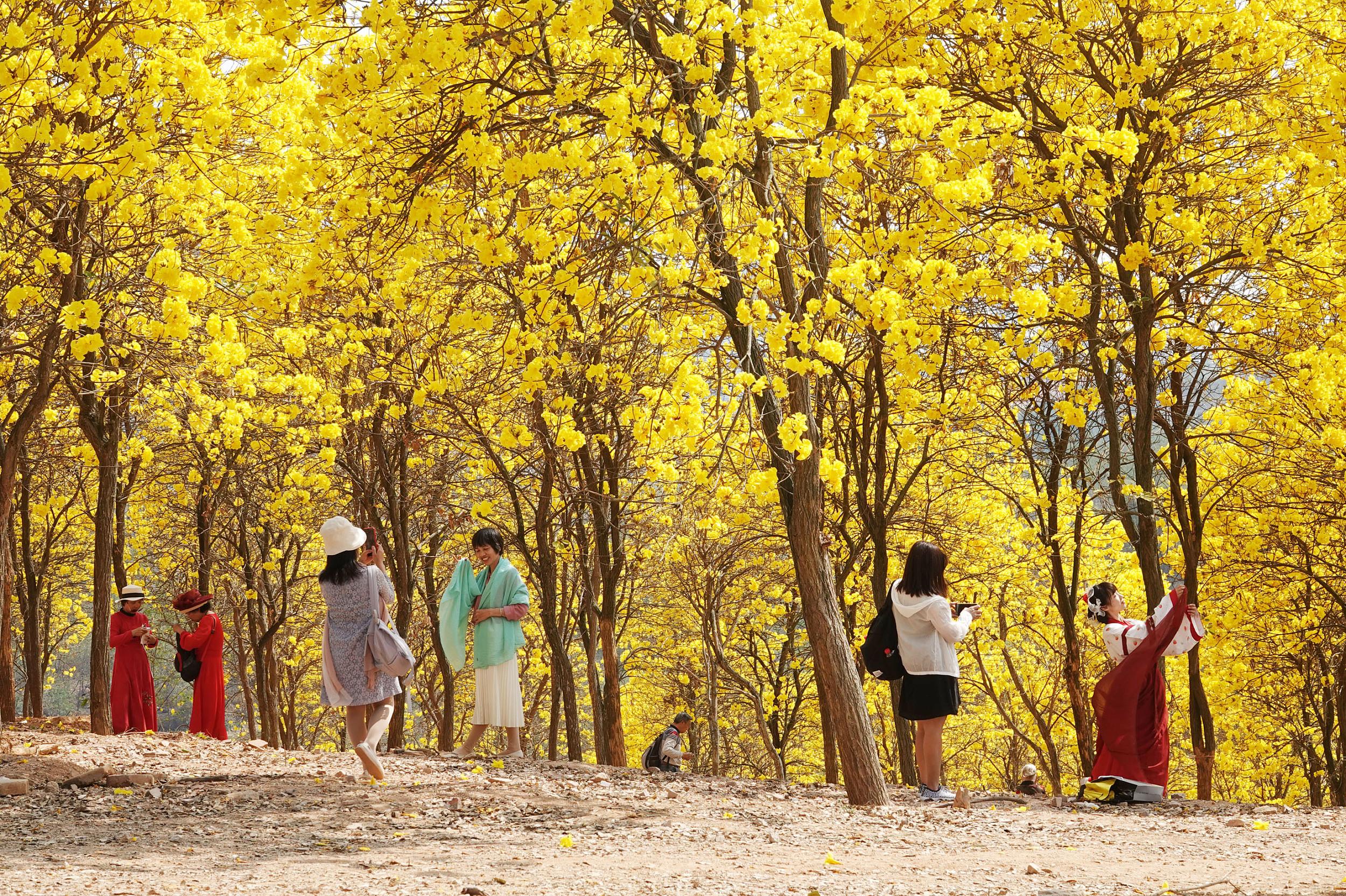 广西南宁:黄花风铃木迎春绽放