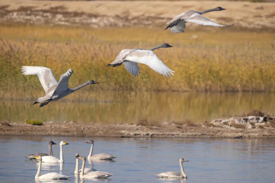 托克托县:首批越冬天鹅"做客"黄河湿地