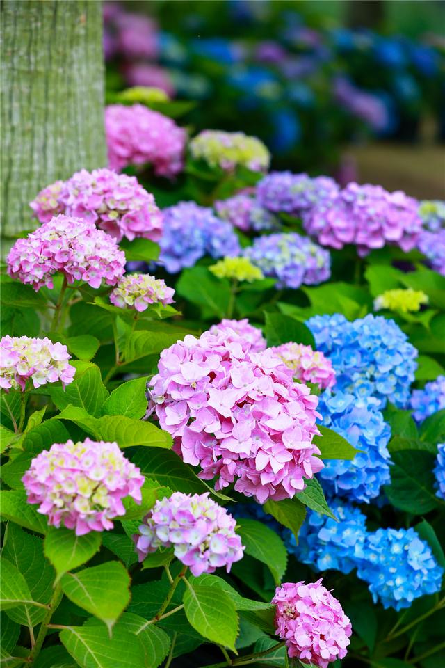 成都漫花庄园:在百亩绣球花海遇见真爱,520脱单就看这次了