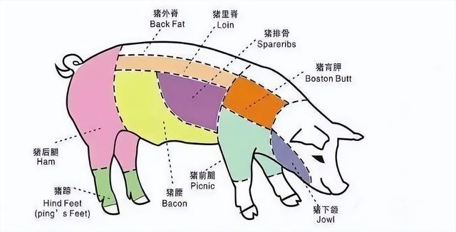 猪肉分部图解图片