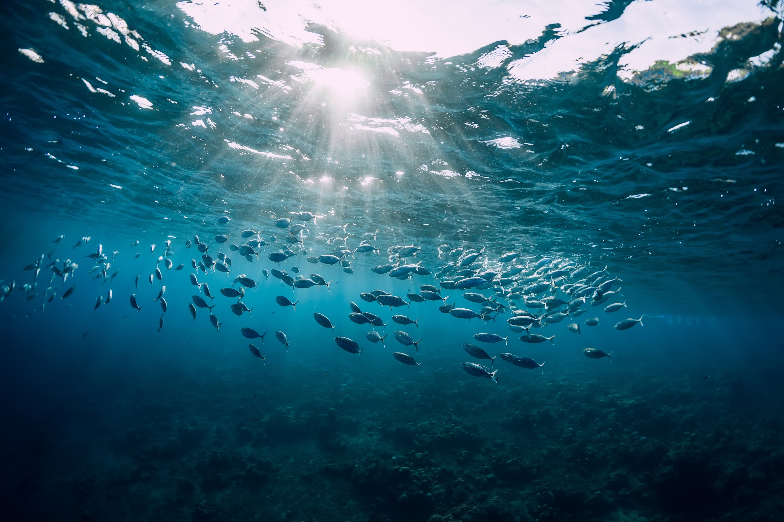 海洋生物虛擬仿真:海洋生物3d標本館虛擬仿真軟件