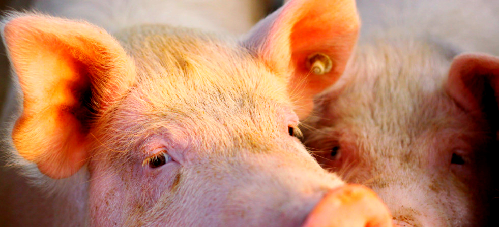 生肖猪阴历2月运势(属猪的,二月的猪的运势)