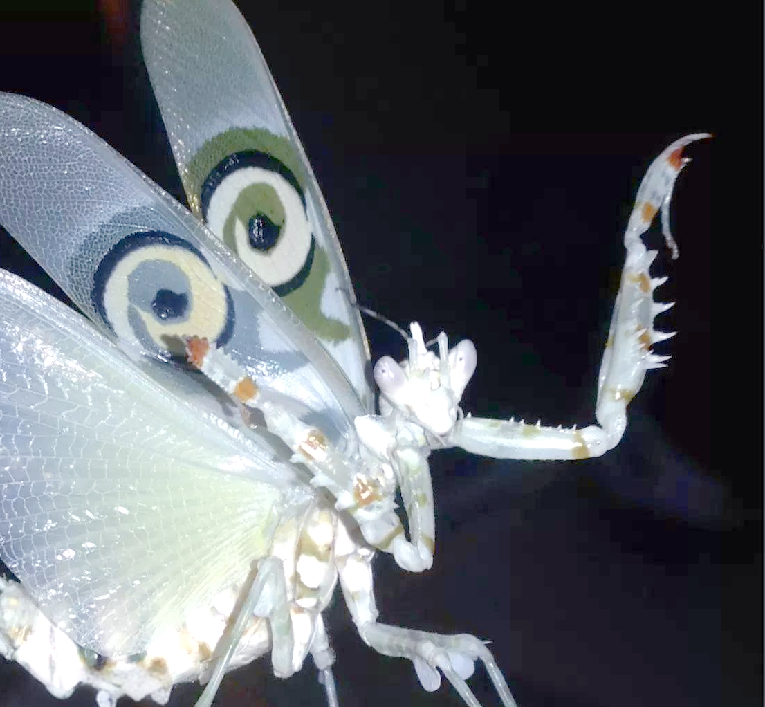 刺花螳螂的华丽蜕变与繁衍:从卵到成体的完整记录