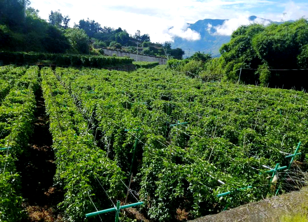 百香果的秘密:从种植到食用的全方位指南