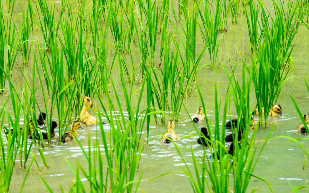 贵州河谷中的文明密码|稻鱼鸭共生系统 逐渐淡化的"水乡智慧"