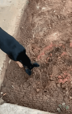 其实 警察早就察觉到了这只狗狗不对劲 并派人注意狗狗的一举一动 但