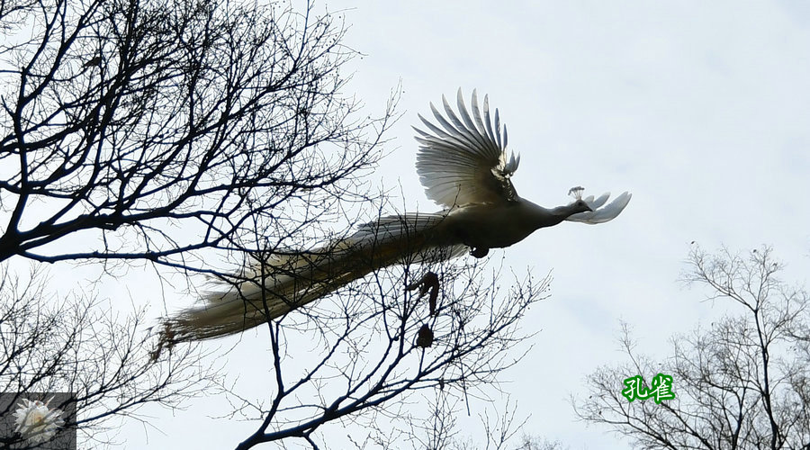 飞翔又或战斗的孔雀依然仙气飘飘