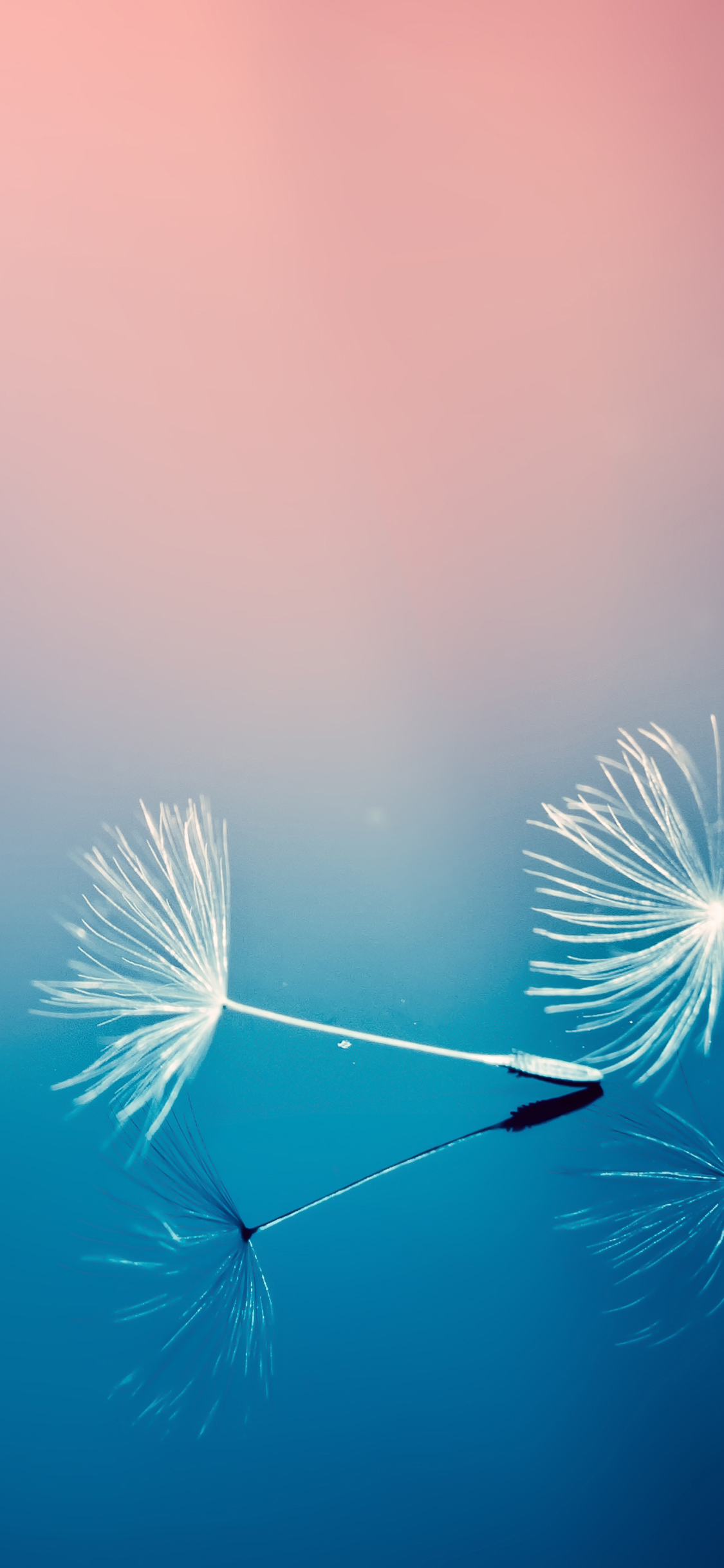 高清手机壁纸‖唯美治愈-你知道蒲公英的花,是什么颜色吗?