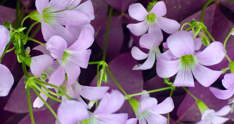 紫色叶子的植物叫什么