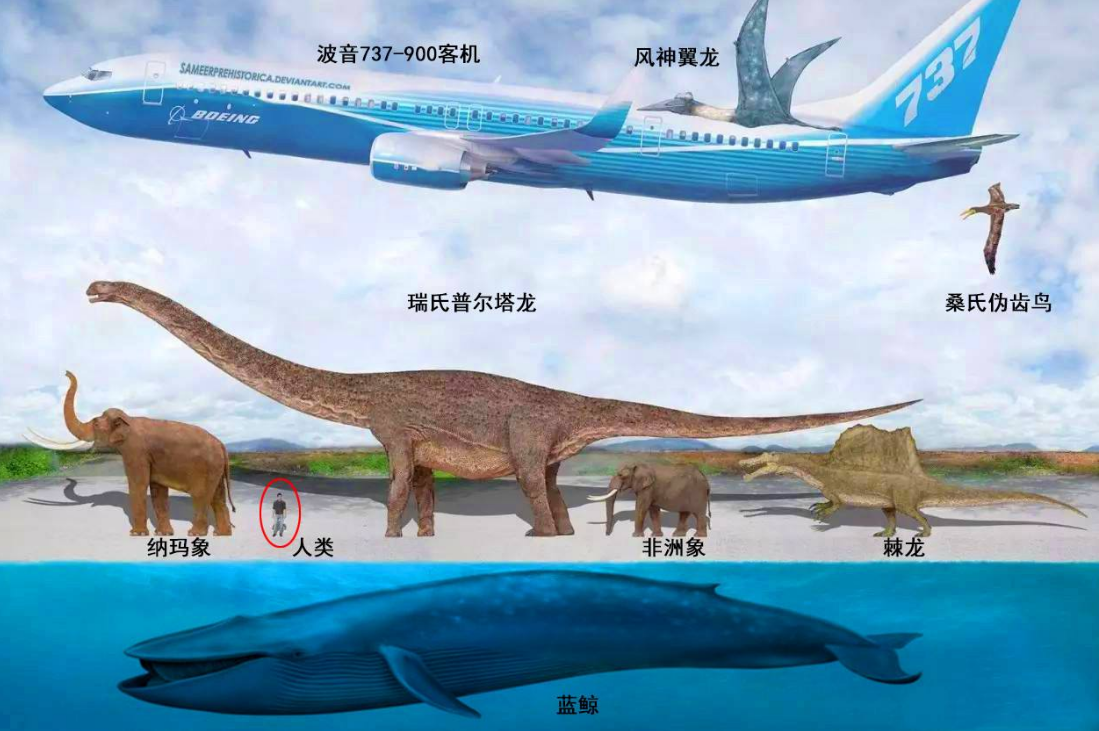 大象和鲸鱼,是怎么样一步步进化成为今天的样子呢?答案并不复杂