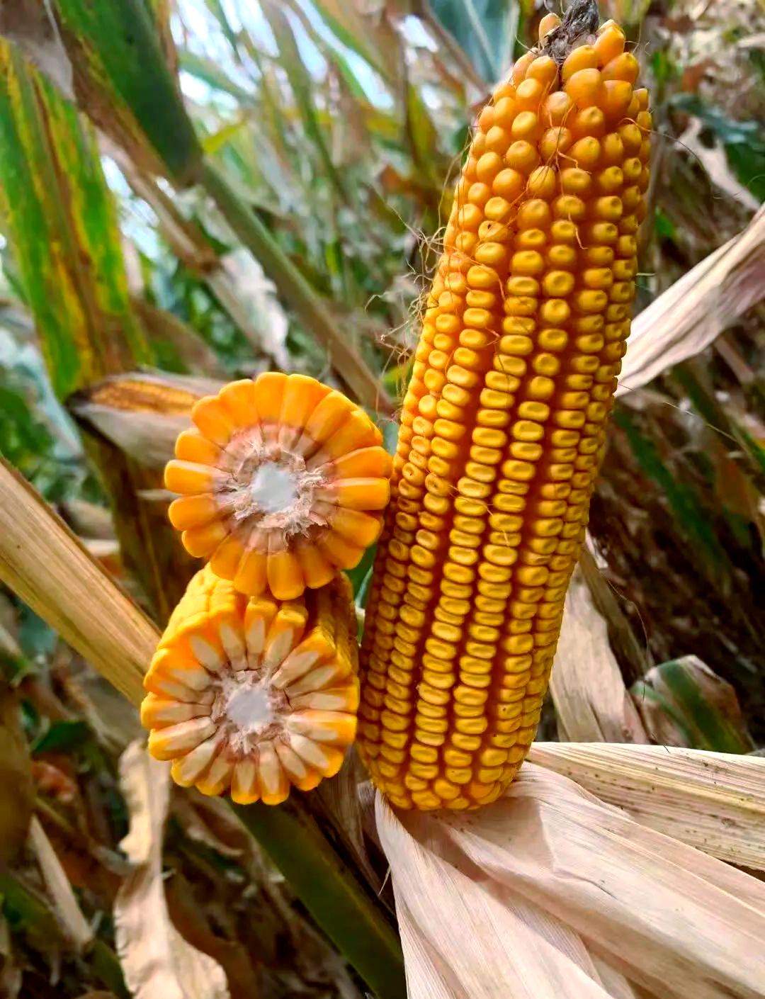 东北大区迪卡玉米品种概览