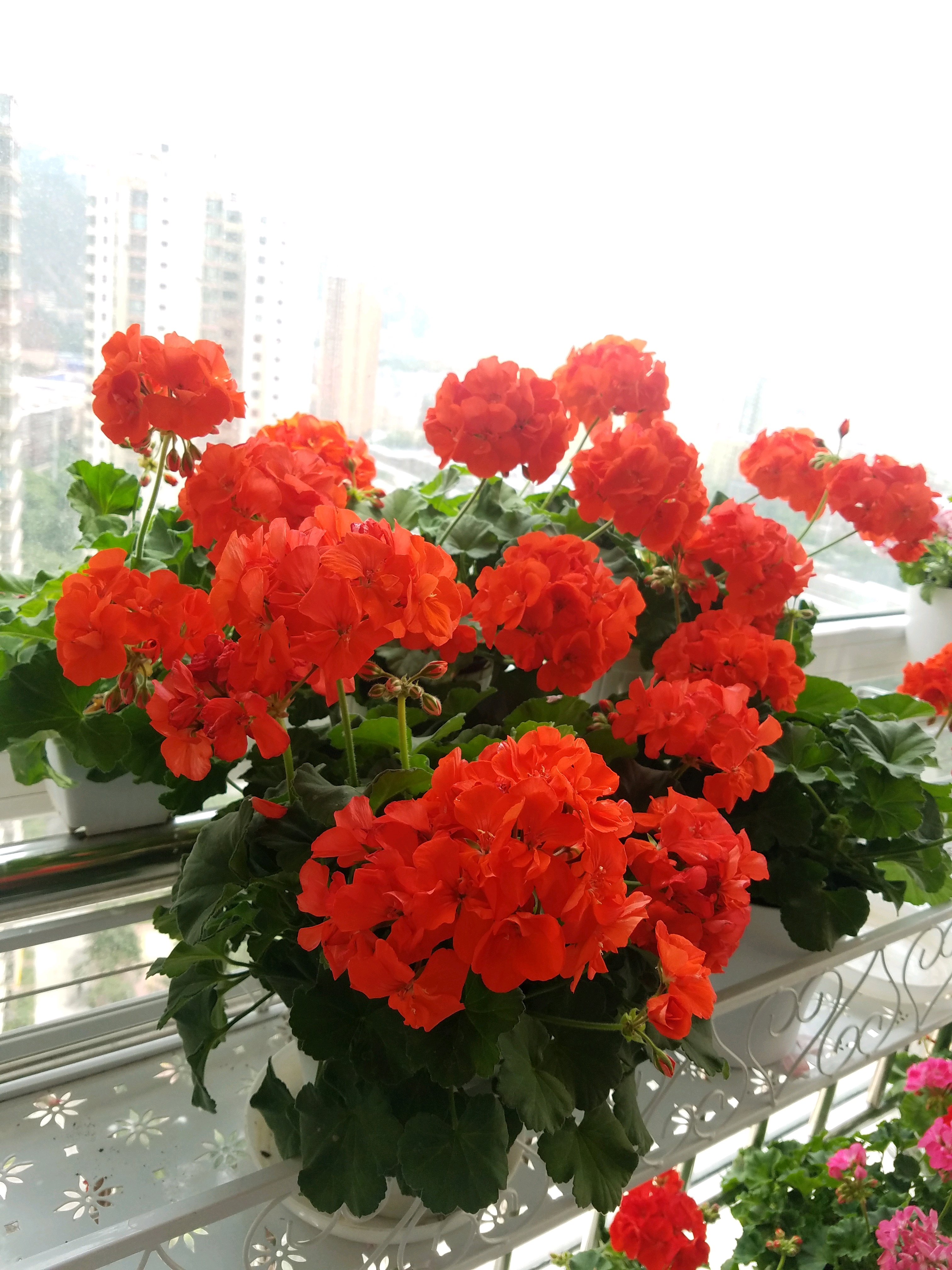 阳台养花,可以养盆"炫橙",红红火火,美丽又喜庆,养护也不难