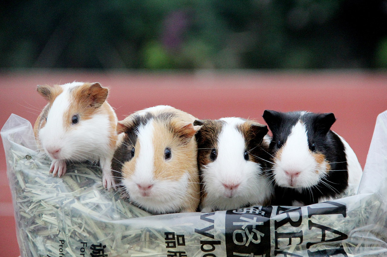 新手养鼠|荷兰鼠科学喂养指南