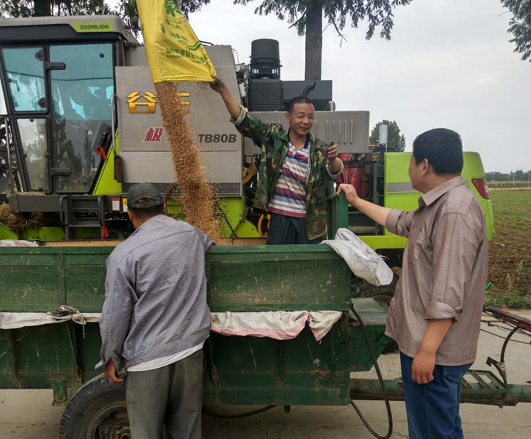 新野县新甸铺镇金穗飘香迎丰收小麦开镰收割忙