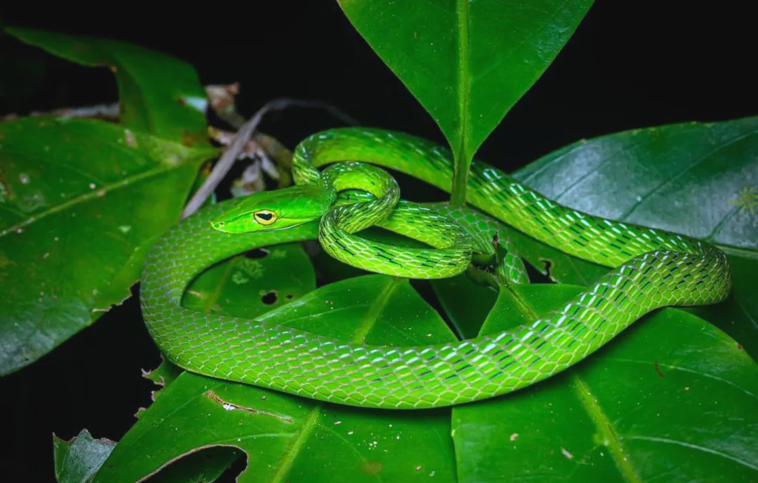 作为一位树栖领域的佼佼者,绿瘦蛇身披亮绿色外衣,这一特色使其在远古
