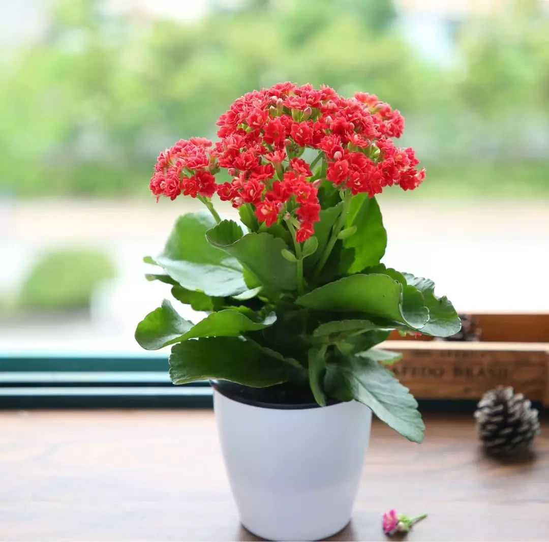 养长寿花的秘密"武器",大神不愿公开,花开鲜艳又多姿,很漂亮