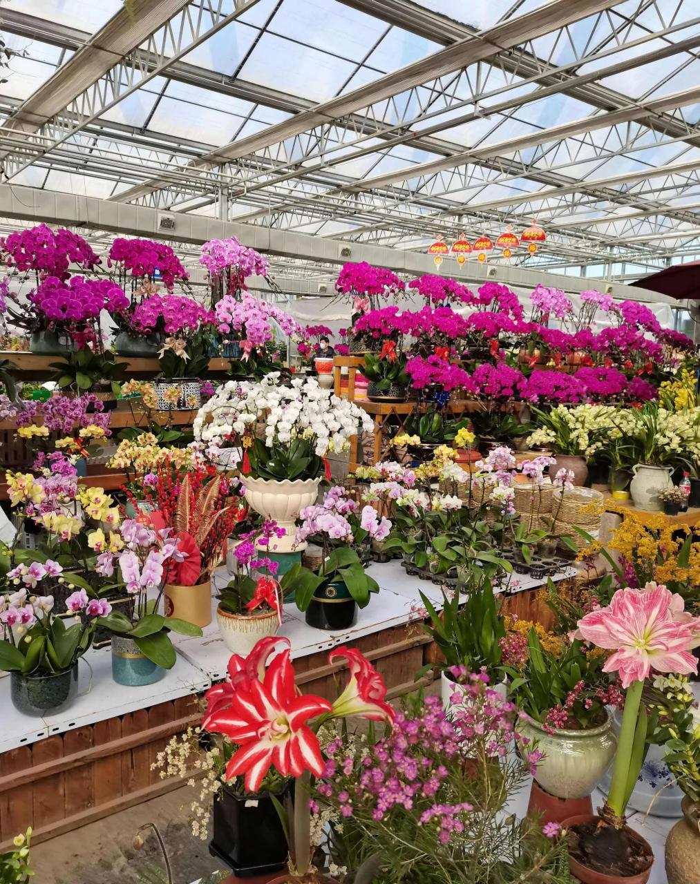 大连西郊园艺花卉市场 昨天是母亲节,一家人到日月明大酒店祝贺之后