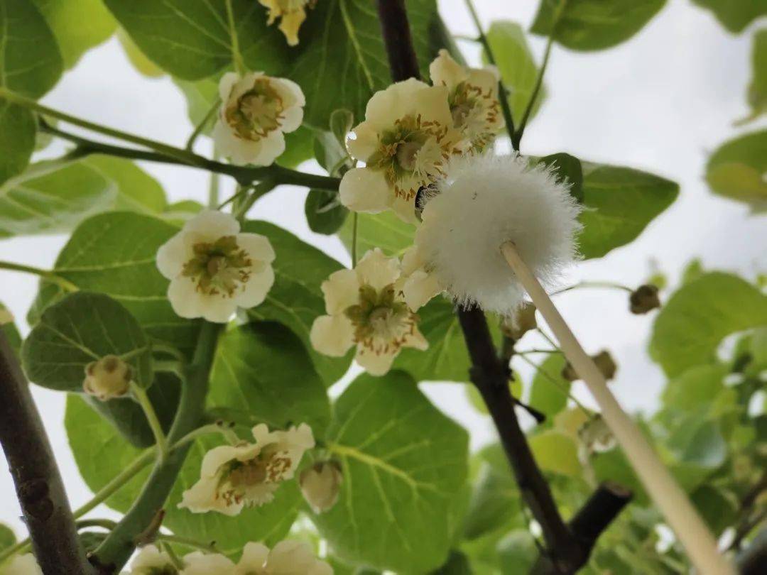 八月尝鲜|来自四川蒲江的红心猕猴桃维c满满,甜蜜爆汁,一口下去从此爱