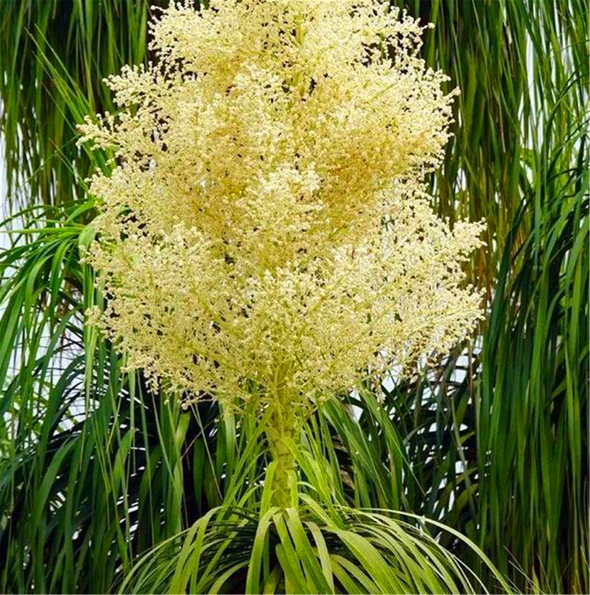 1种花卉大肚子,远看就像一个人酒瓶,养了30年还在开花!