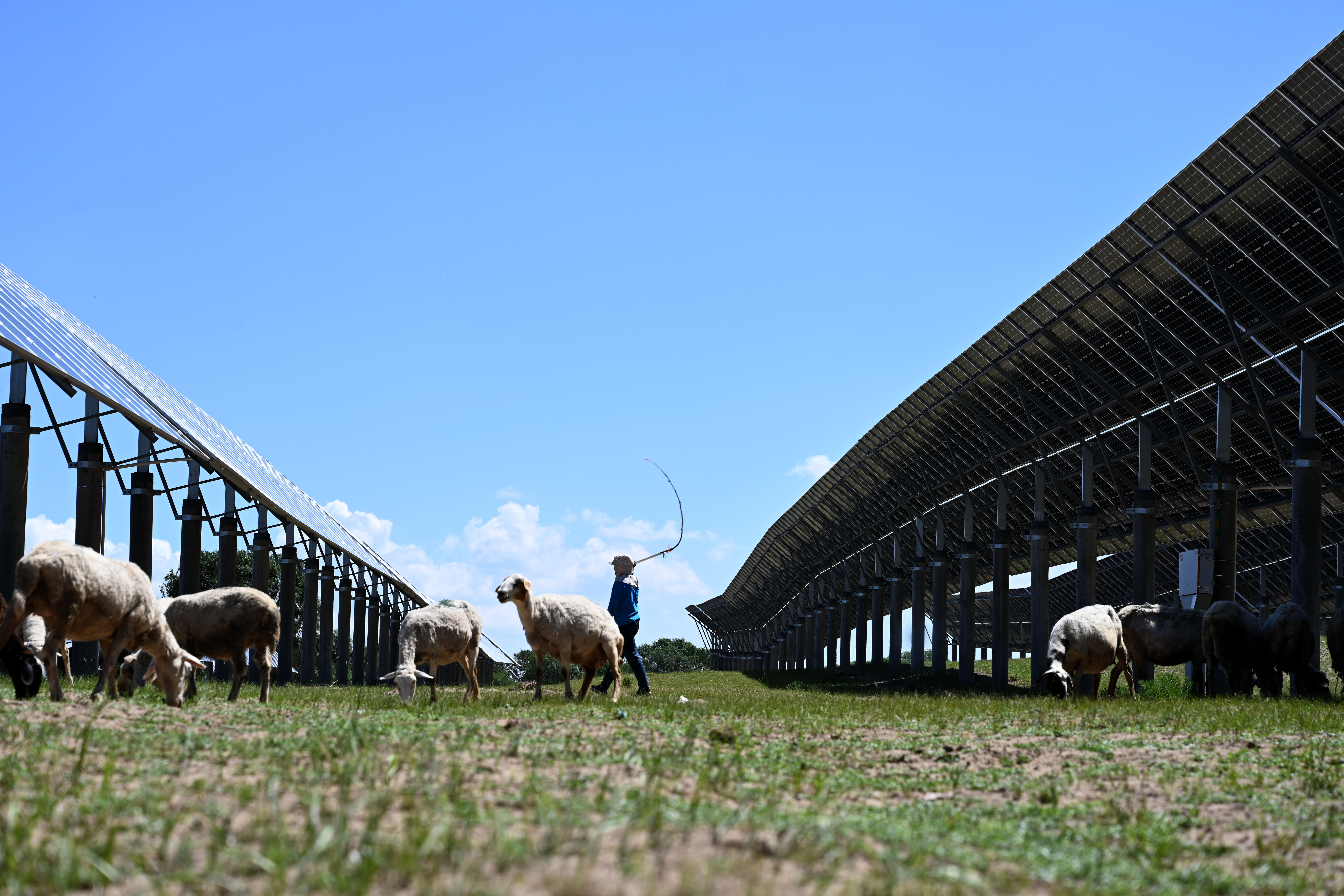 (经济)河北围场:"牧光互补"助力绿色发展