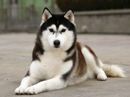 别看哈士奇憨憨的外表,其实内心还是一枚小公主呢