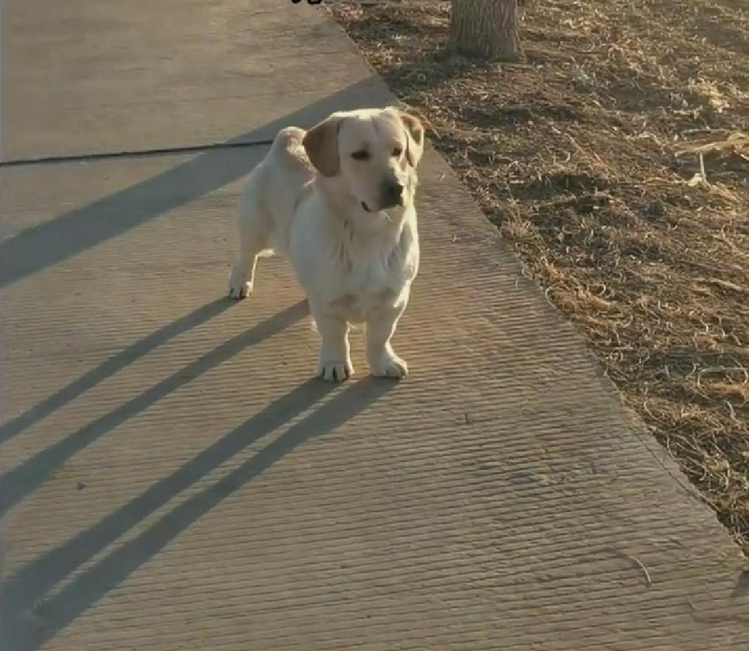 有点像是拉布拉多和柯基