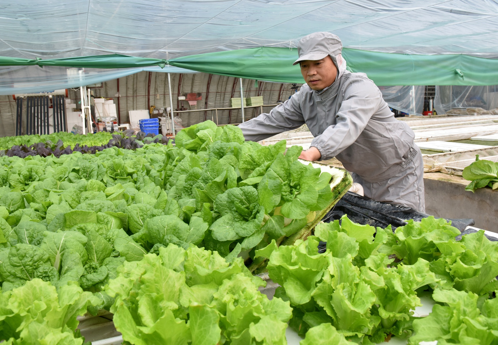 种菜图片大全图片