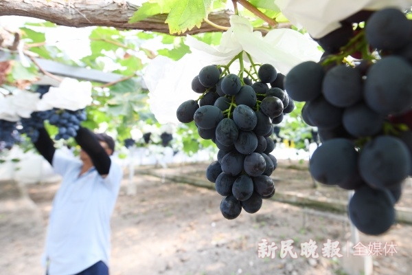 2024上海马陆葡萄文化节开幕