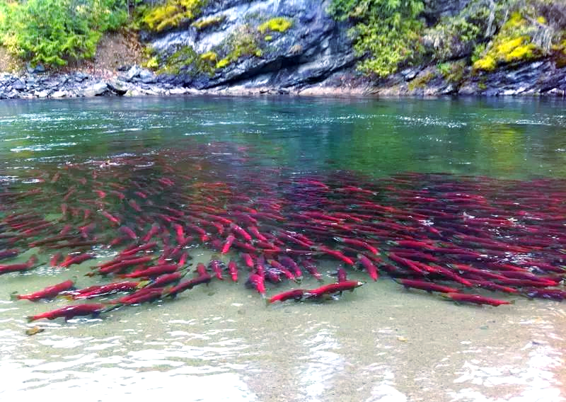 鲑鱼洄游:一场生命与自然的奇妙旅程