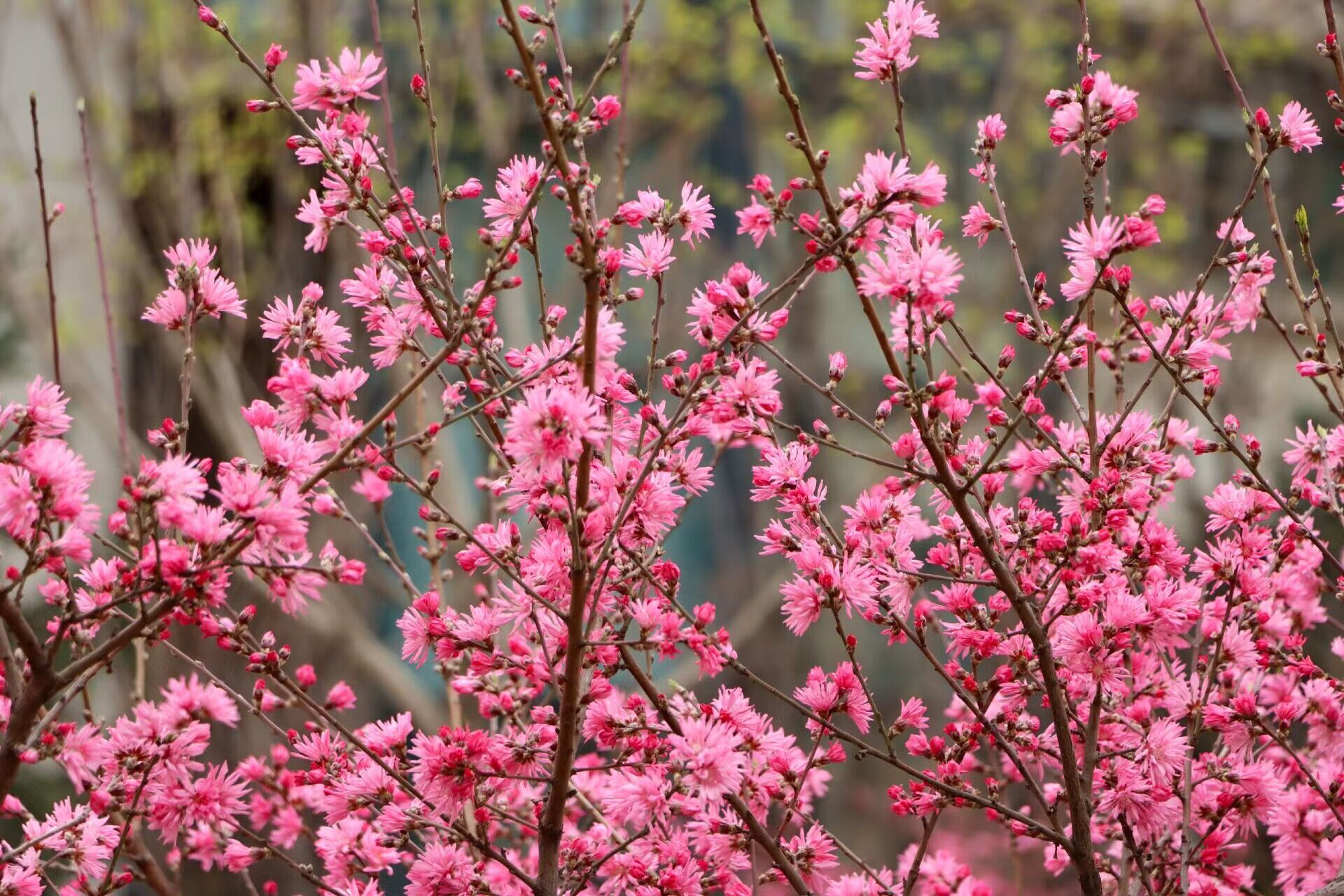 組圖|桃紅葉綠一路生花,感受與春光同行