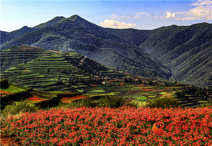 「小康路上看老乡」兰州七里河新农人米发君:种出有机百合 搭上电商