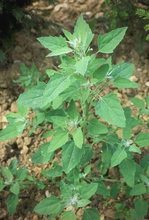 灰菜:从野菜到餐桌上的美味佳肴