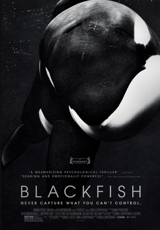 黑鲸 blackfish-45272自然动物资讯