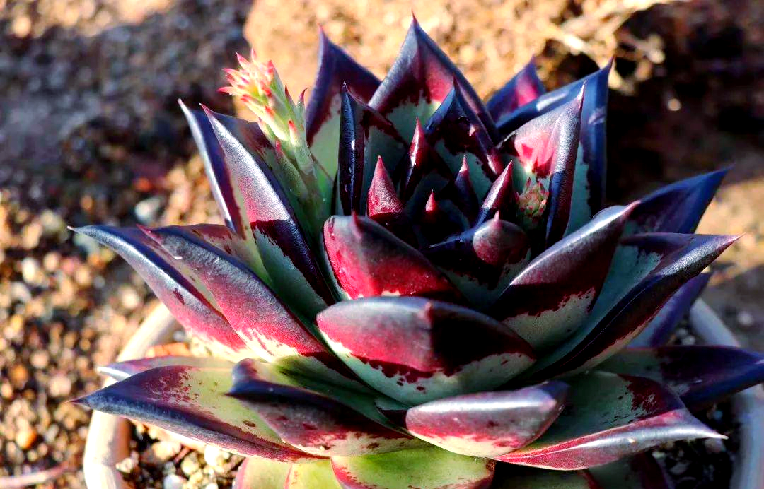 墨西哥原生植物冬云乌木的变异与美系品种的魅力