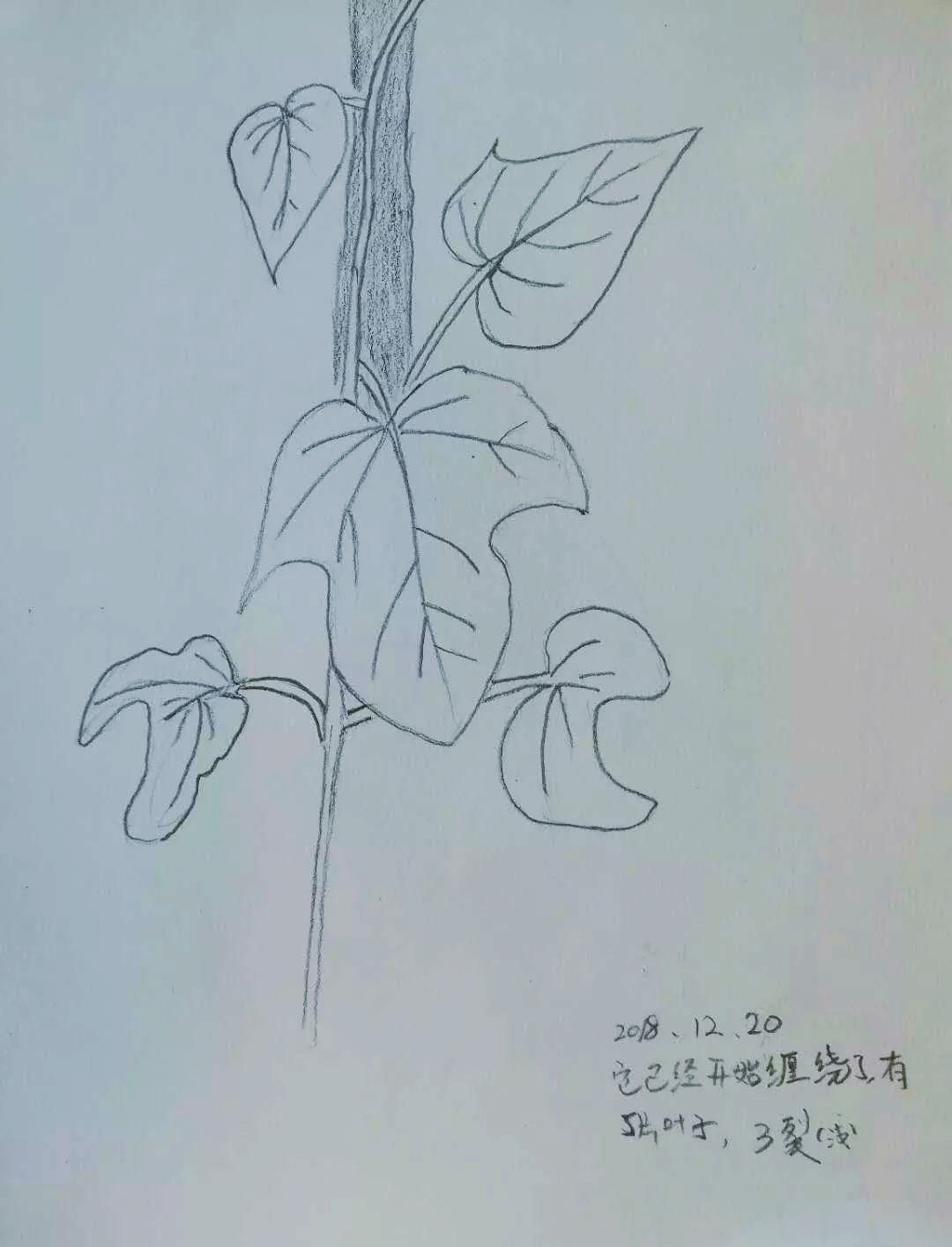 一朵牵牛花的完整生长记录